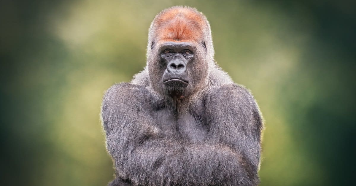 Gorilla staring at the camera