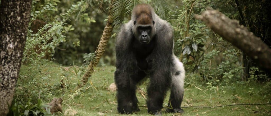 silverback gorilla size and weight