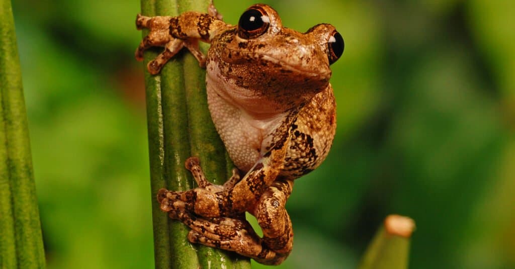 how many can the gray tree frog lay eggs