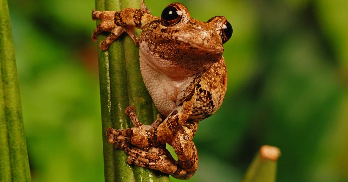 Animal picture of the day: baby blue frog