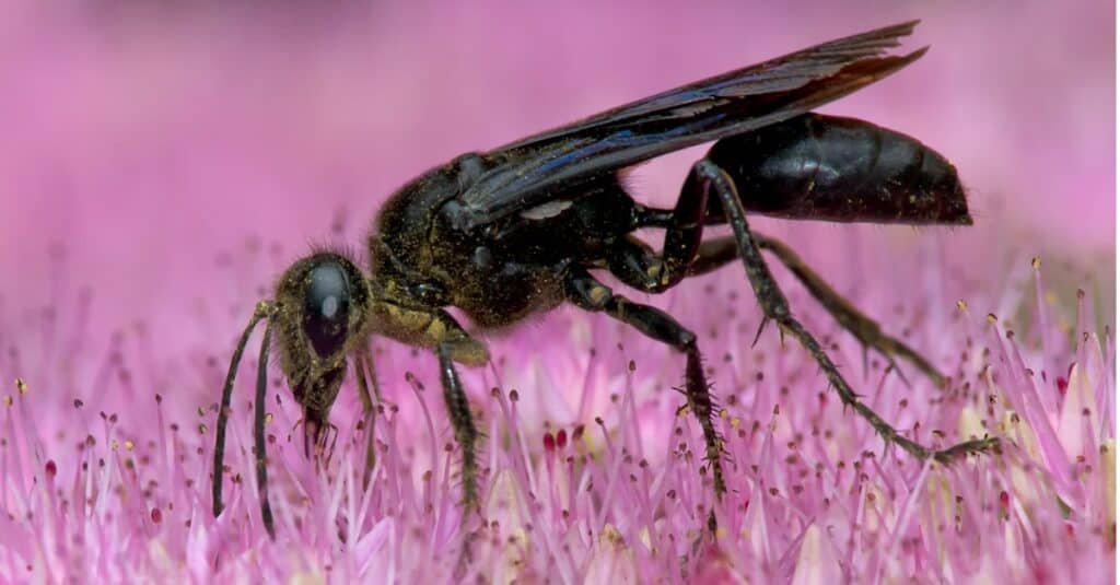 Largest Wasps - Great Black Wasp 