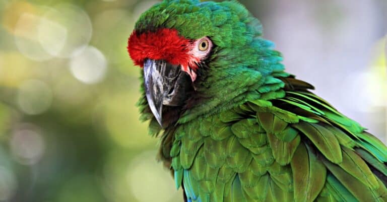 Largest Parrots - Great Green Macaw