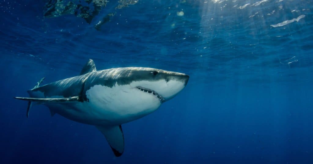 Great white shark in the ocean