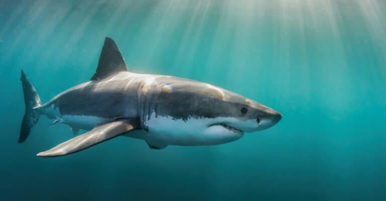 Great white shark close up in the water