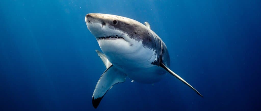  Gran tiburón blanco en el océano