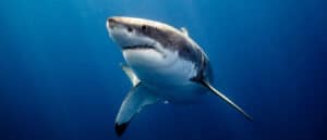 How Old is the Oldest Great White Shark Ever? Picture
