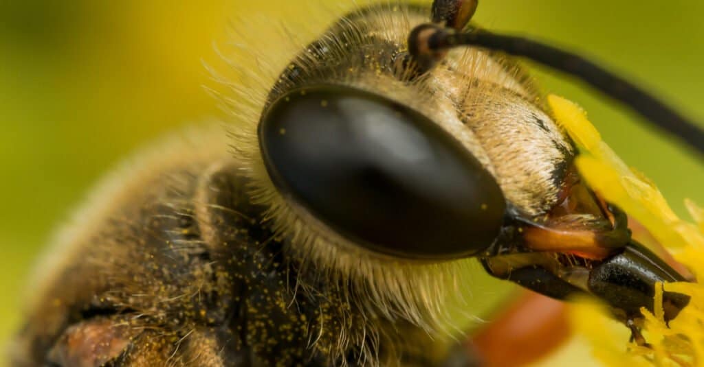 Largest Wasps - Great Golden Digger