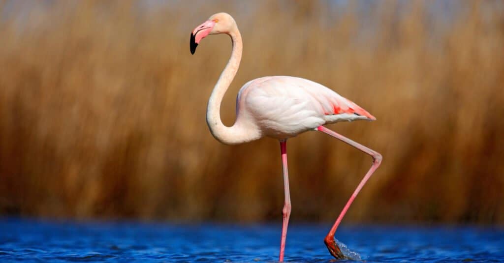 Oldest Birds of All Time - Greater Flamingo