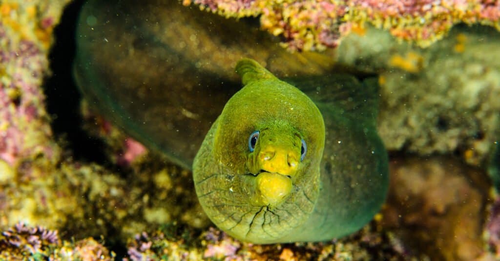 Largest eels - green moray 