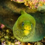 Green moray eels are actually dark brown or gray, but they look green because they secrete a yellow mucus