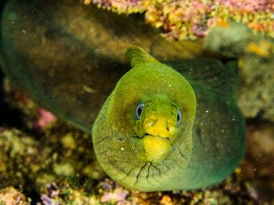 wolf eel dangerous