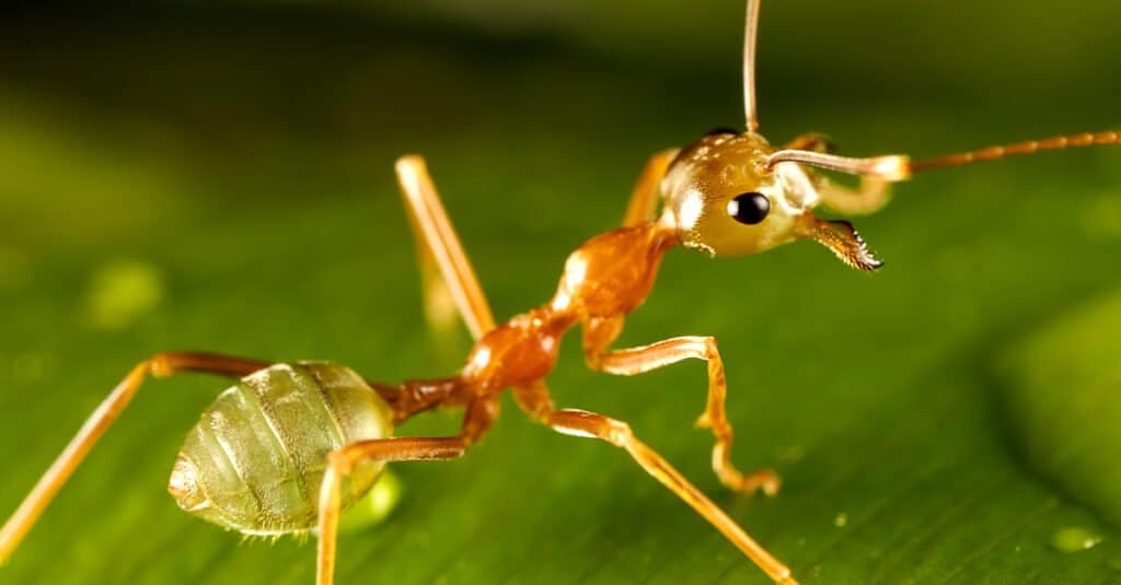 Hormigas más grandes - Hormiga verde 