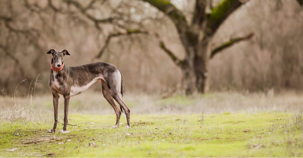 Calmest dog - greyhound standing in the field