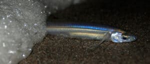 Grunion Run: 4 Things You Need to Know Picture