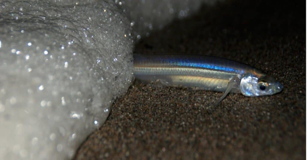 grunion on beach