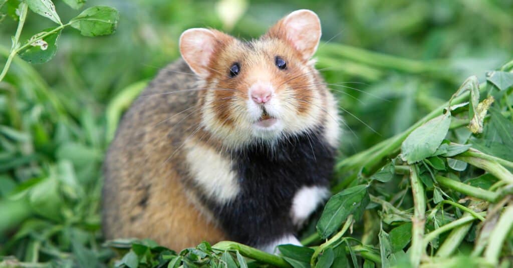 10 Animals That Hoard - hamster