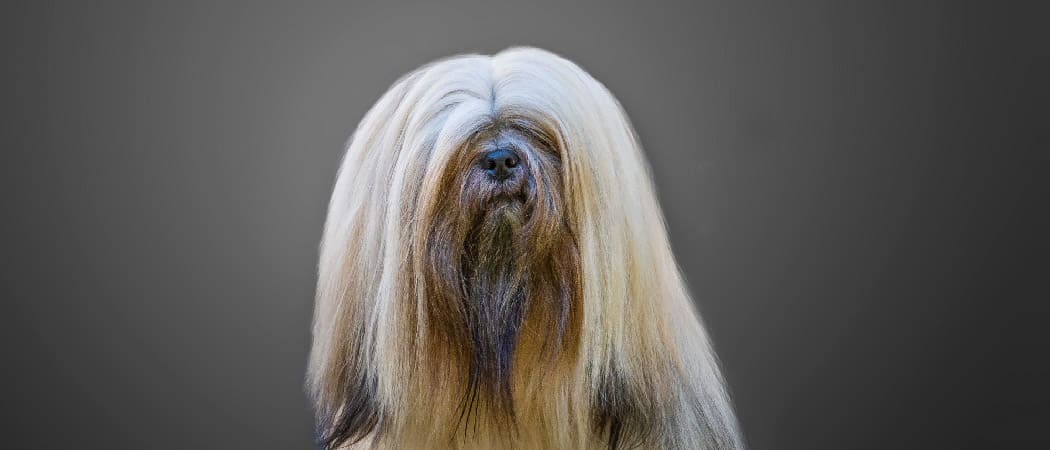 Dog, Long Hair, Lhasa Apso, Long, Animal Hair