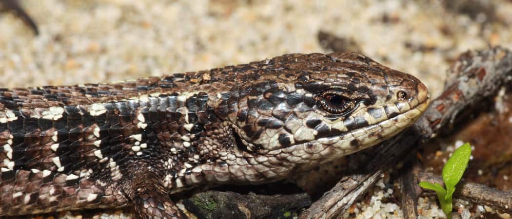 Northern Alligator Lizard