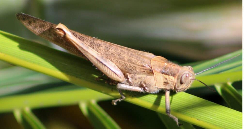 Largest grasshoppers - hedge grasshopper