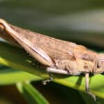 The hedge grasshopper is endemic to north Australia 