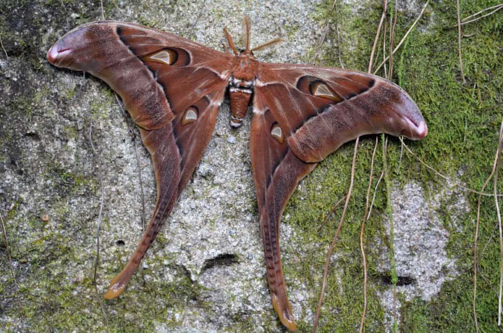 largest moth ever recorded