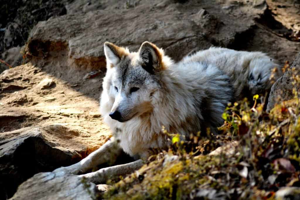 Himalayan wolf 