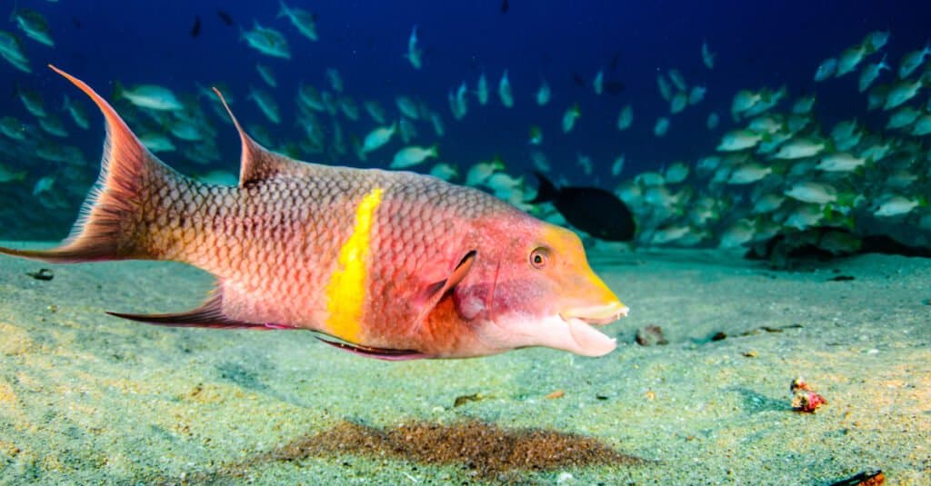 Animals That Change Color - Hogfish