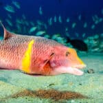 Hogfish