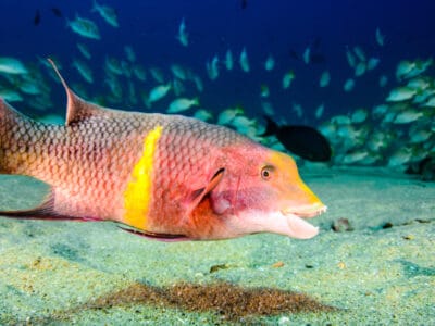 A Hogfish