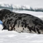 Hooded Seal