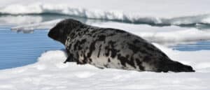A hooded seal relaxing on the ice