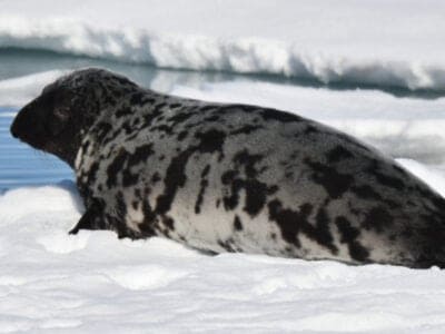 A Hooded Seal