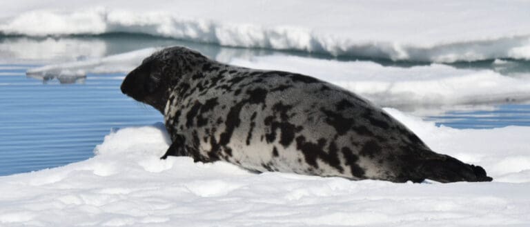 Hooded Seal