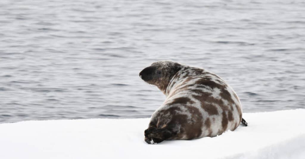 hooded seal looking out at the water
