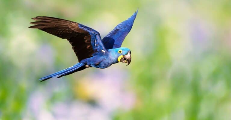 Largest Parrots - Hyacinth Macaw