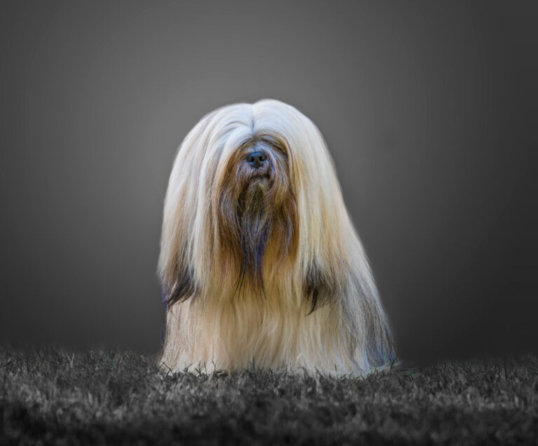 Dog, Long Hair, Lhasa Apso, Long, Animal Hair