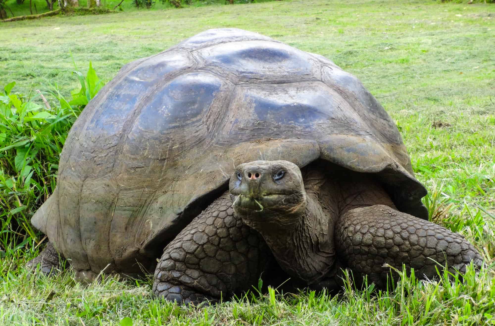 How Old Is the World's Oldest Turtle? 5 Turtles that Survived for ...