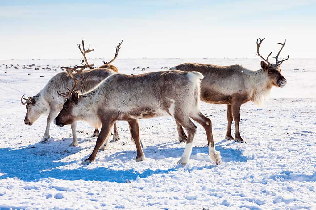 Animal, Arctic, Deer, Hoofed Mammal, Horizontal