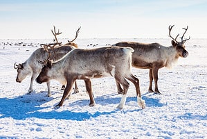 Reindeer in the Arctic: How Do They Survive? Picture
