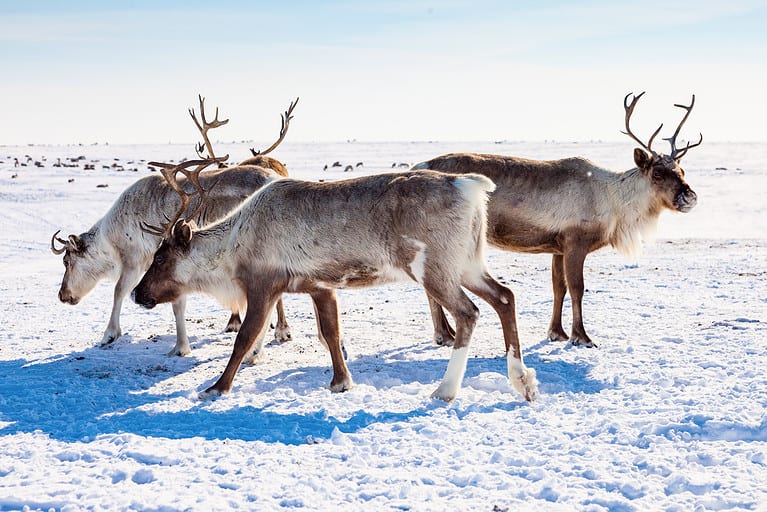 Animal, Arctic, Deer, Hoofed Mammal, Horizontal