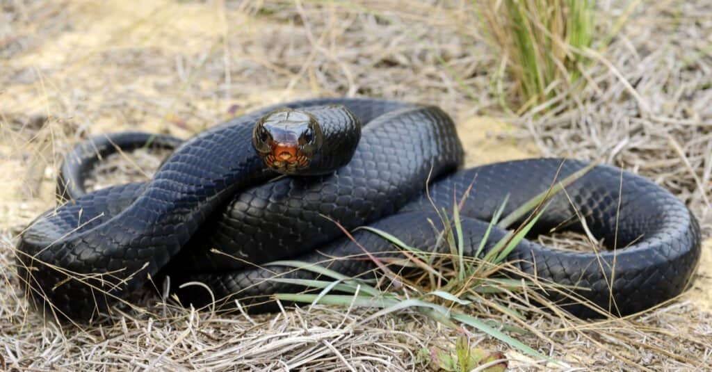 Indigo snake - wrapped up tightly