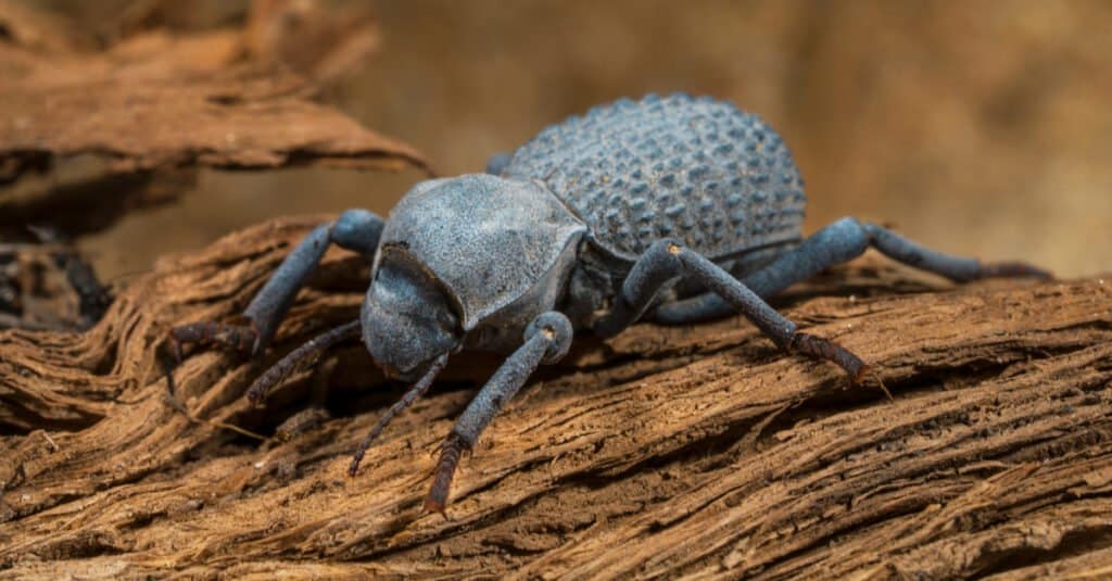 Top 10 Animals That Have Shells - ironclad beetle