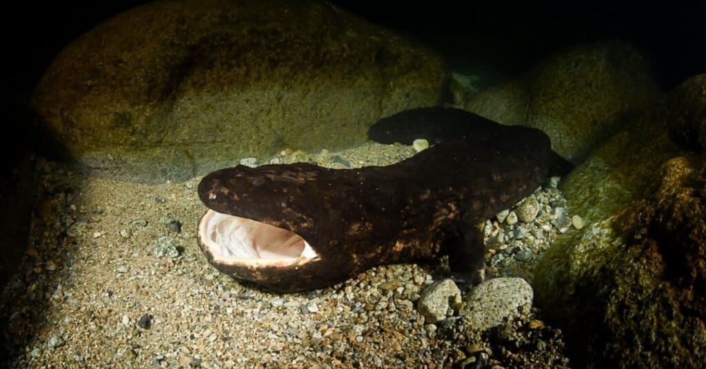 Largest salamander - Japanese giant salamander