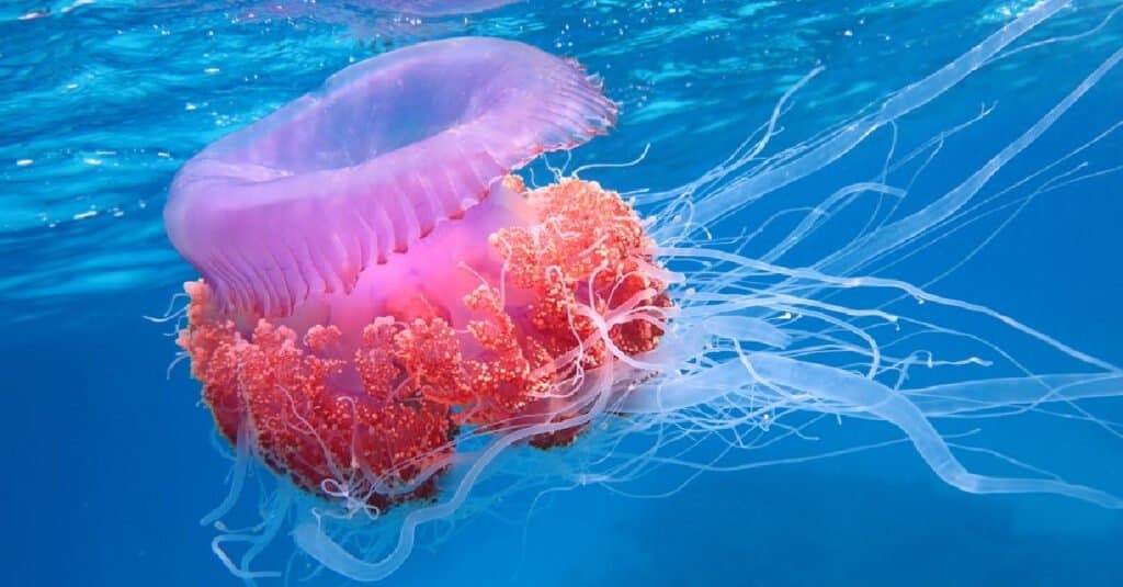 Animals that don't poop – jellyfish