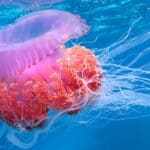 Jellyfish function using only sensory nerves. 