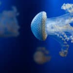 White-spotted jellyfish have venom but do not pose a threat to humans. 