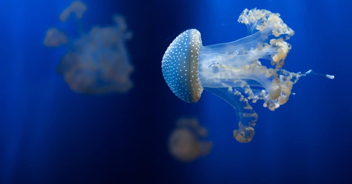 What Do Jellyfish Eat and How Do They Eat It - spotted jellyfish