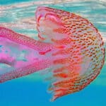 What do Jellyfish Eat and How Do They Do It?