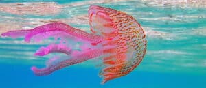 So, What Do Jellyfish Eat and How Do They Eat It? Picture