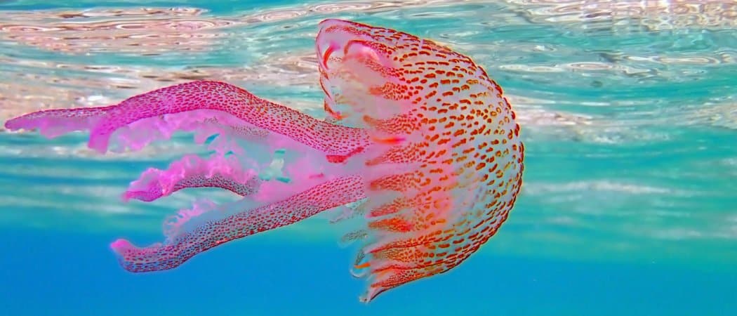So, What Do Jellyfish Eat and How Do They Eat It? - AZ Animals